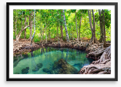 Mangrove forest pool
