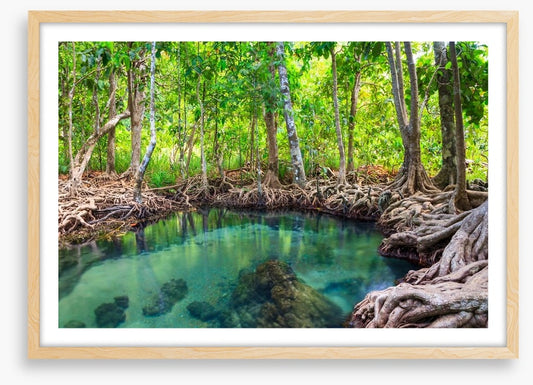 Mangrove forest pool