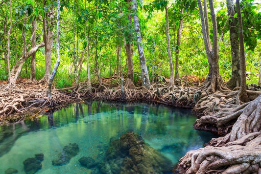 Mangrove forest pool