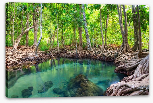 Mangrove forest pool