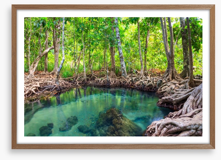 Mangrove forest pool