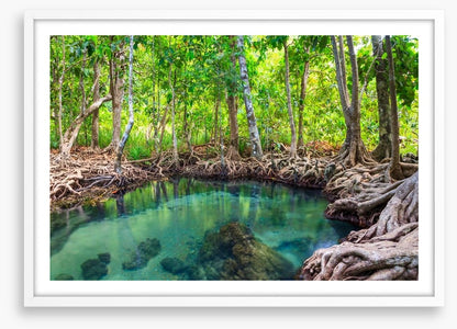 Mangrove forest pool