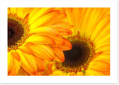 Sunshine petals