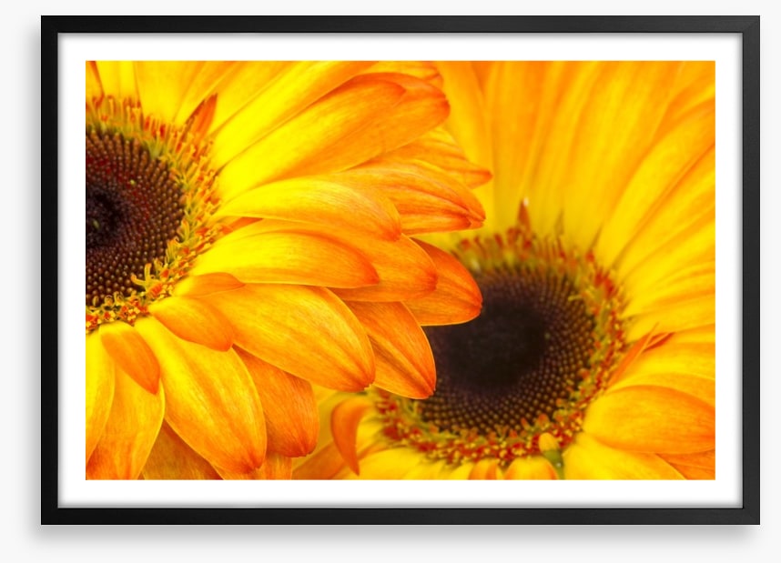 Sunshine petals