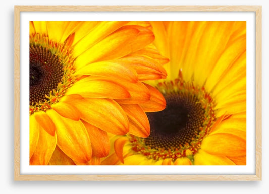 Sunshine petals