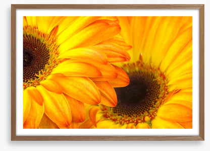 Sunshine petals