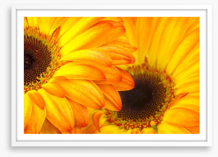 Sunshine petals