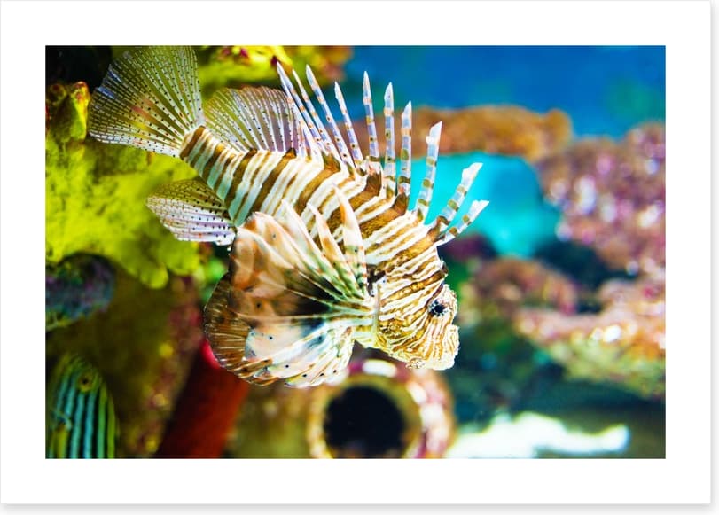 Life of the lionfish