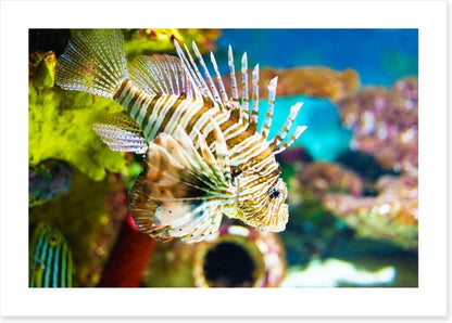 Life of the lionfish