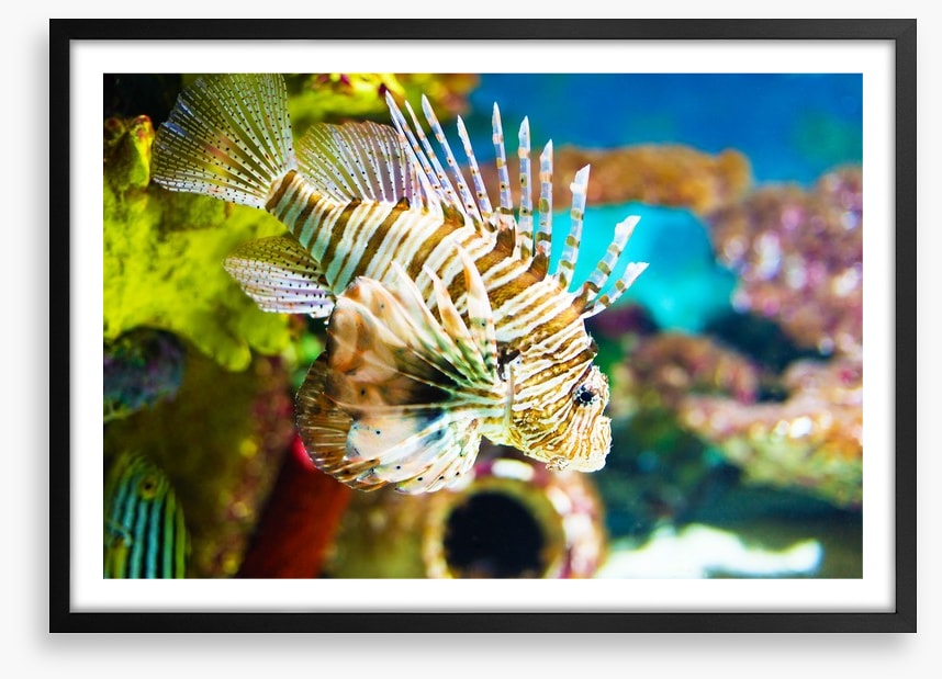 Life of the lionfish