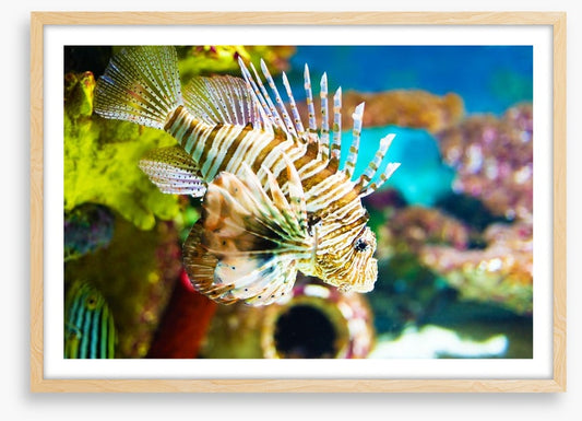 Life of the lionfish