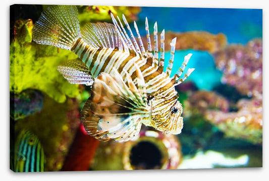 Life of the lionfish