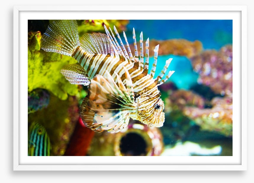 Life of the lionfish