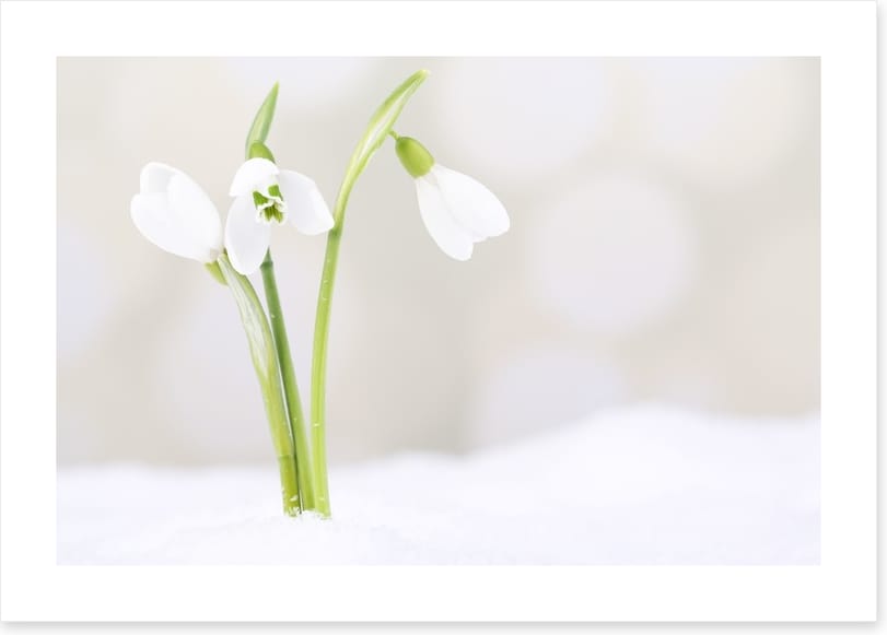 The first snowdrops