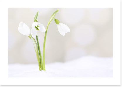 The first snowdrops