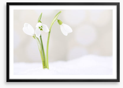 The first snowdrops