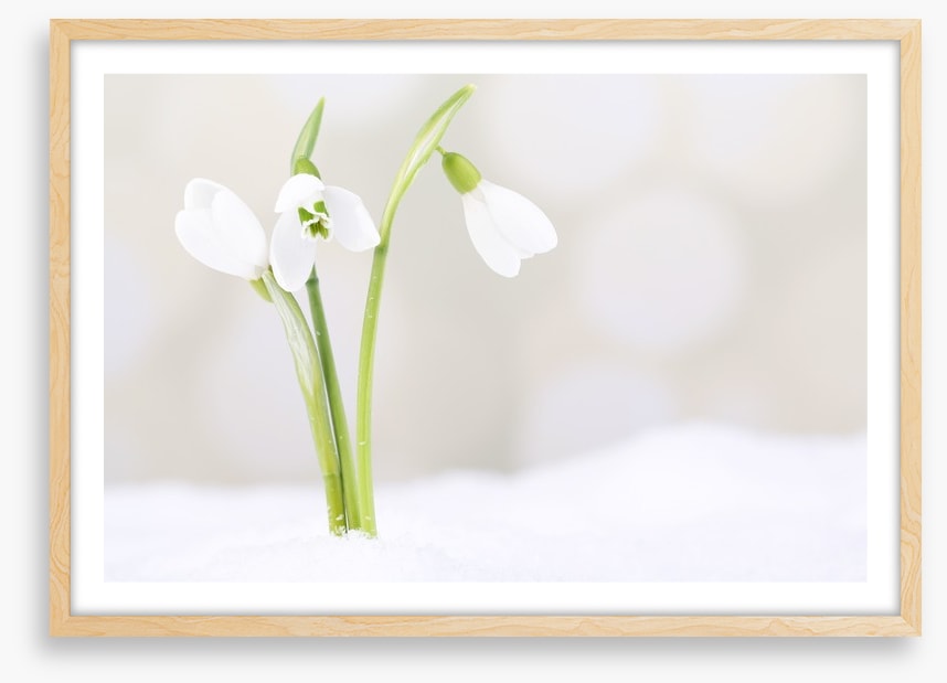 The first snowdrops