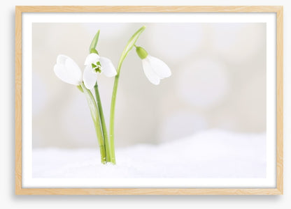 The first snowdrops