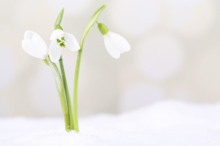 The first snowdrops