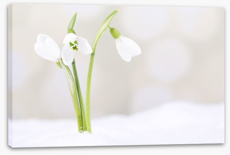 The first snowdrops