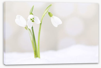 The first snowdrops