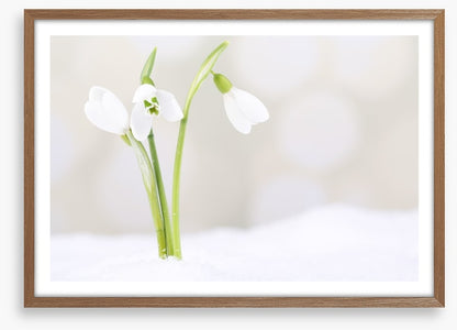 The first snowdrops
