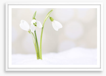 The first snowdrops