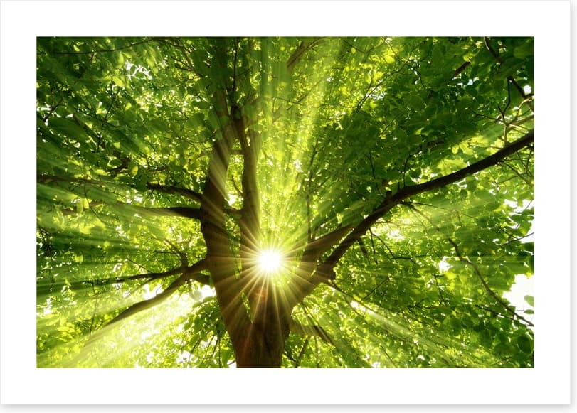 Sunbeam through the bough