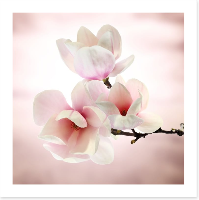 Magnolia buds