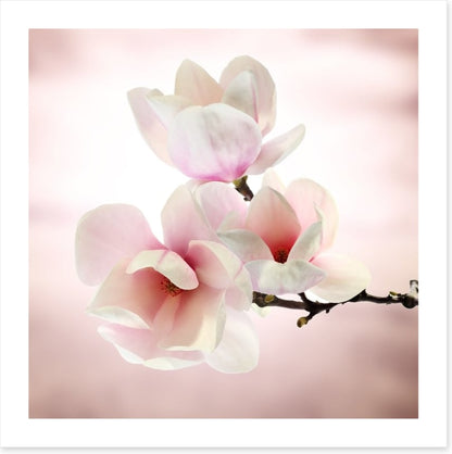 Magnolia buds