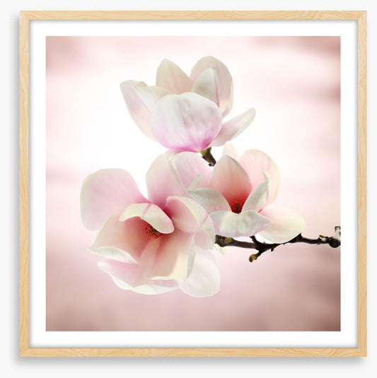 Magnolia buds