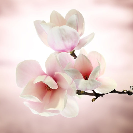 Magnolia buds