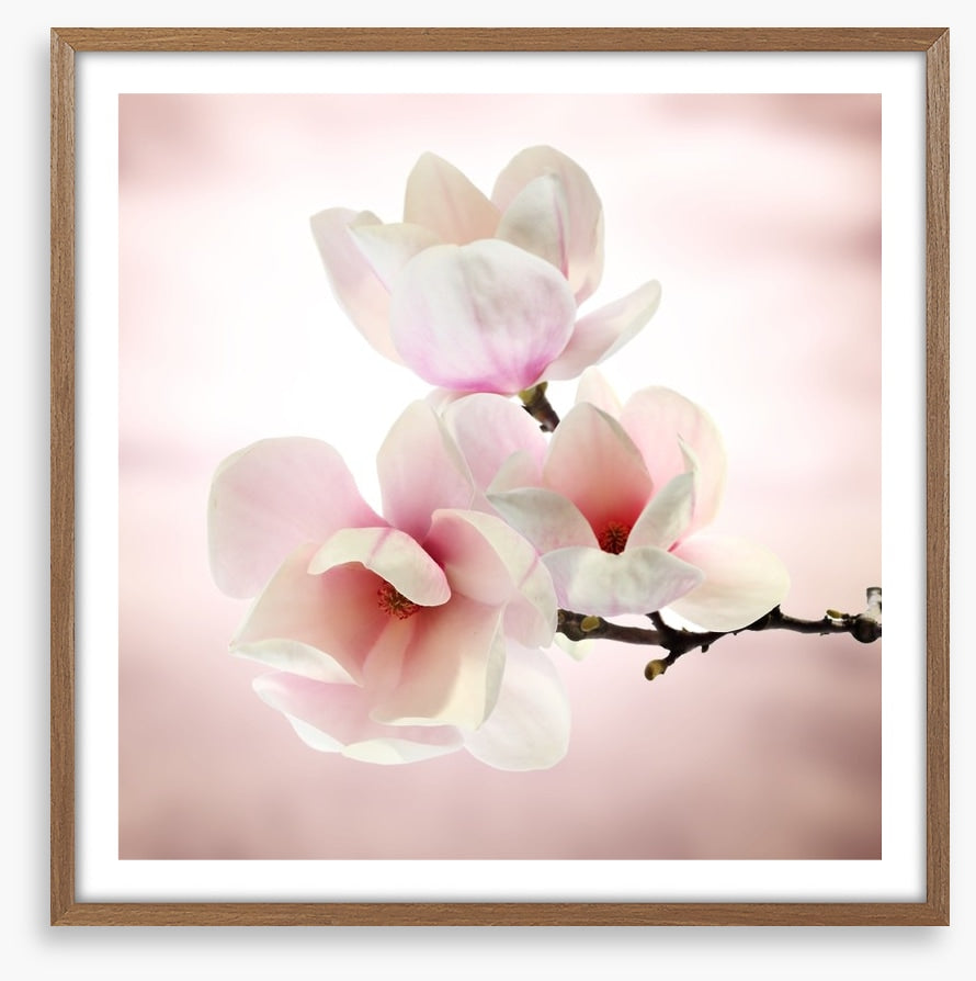 Magnolia buds