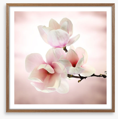 Magnolia buds