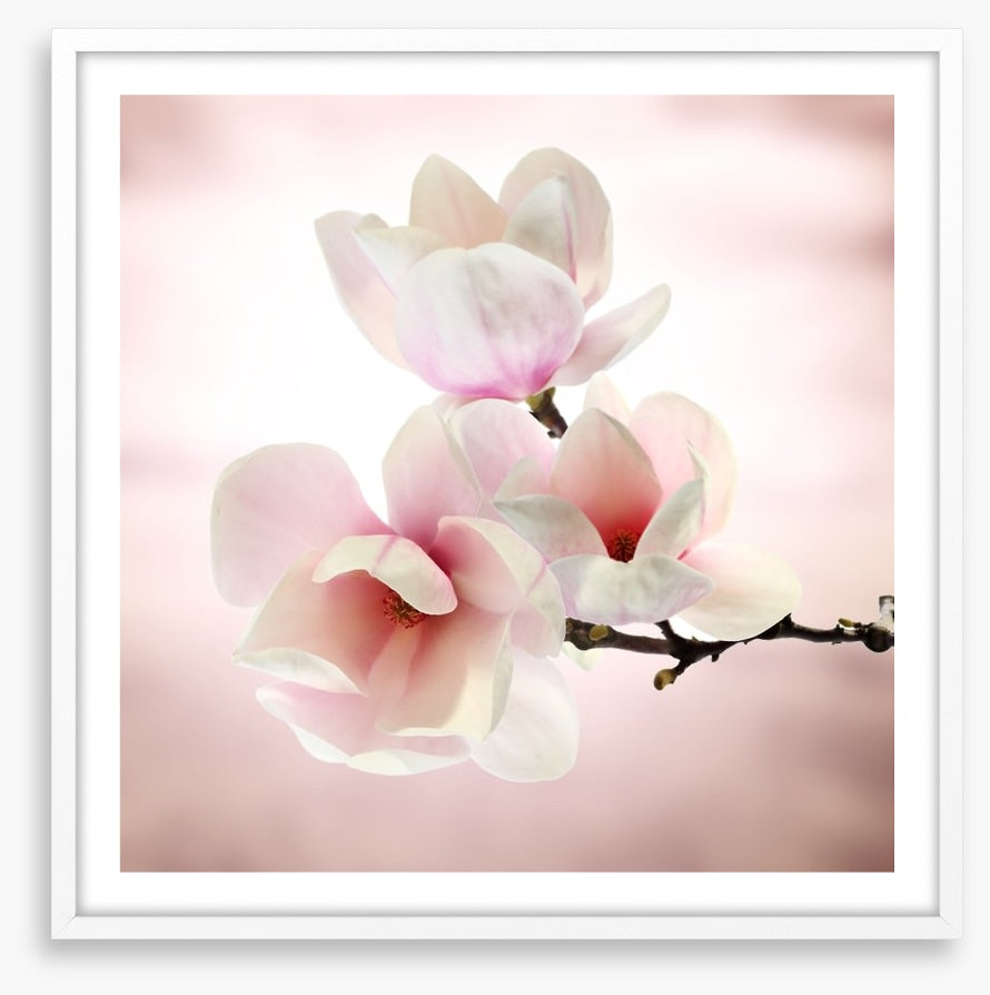 Magnolia buds