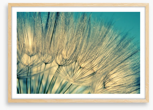 Dandelion flowers