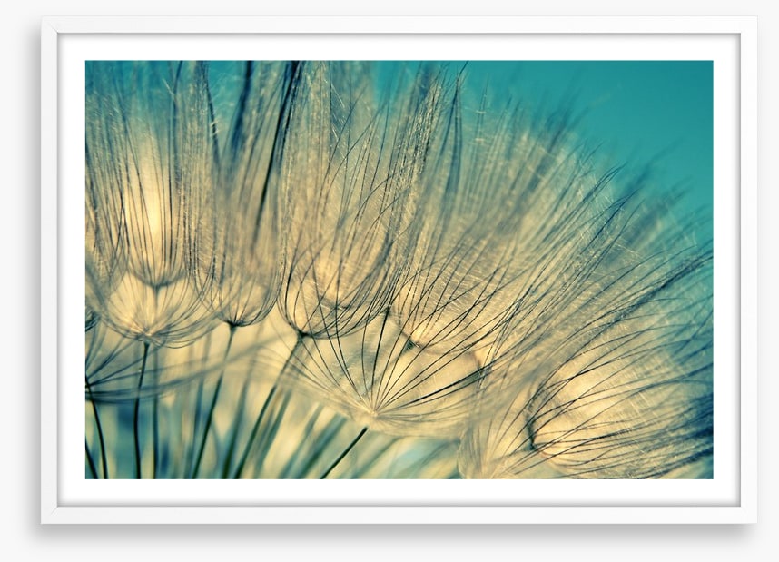 Dandelion flowers