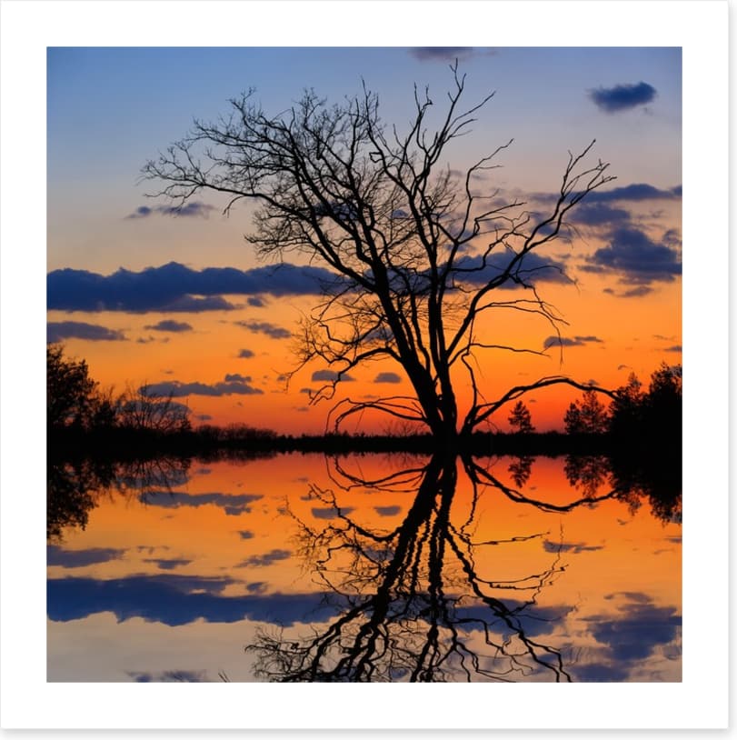 Sunset tree silhouette
