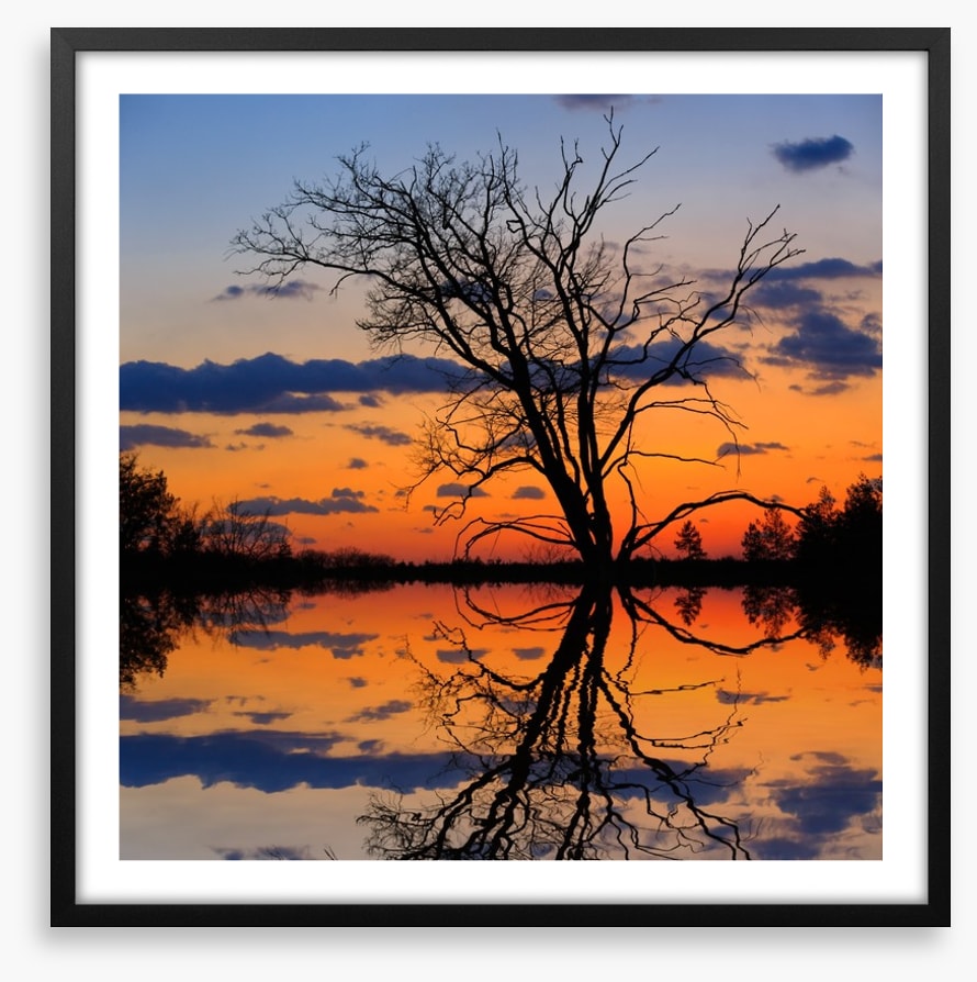 Sunset tree silhouette
