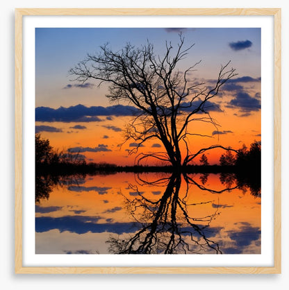 Sunset tree silhouette