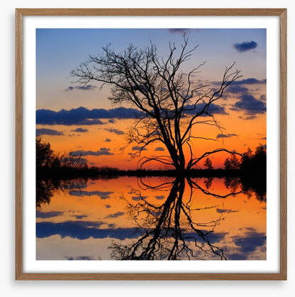 Sunset tree silhouette