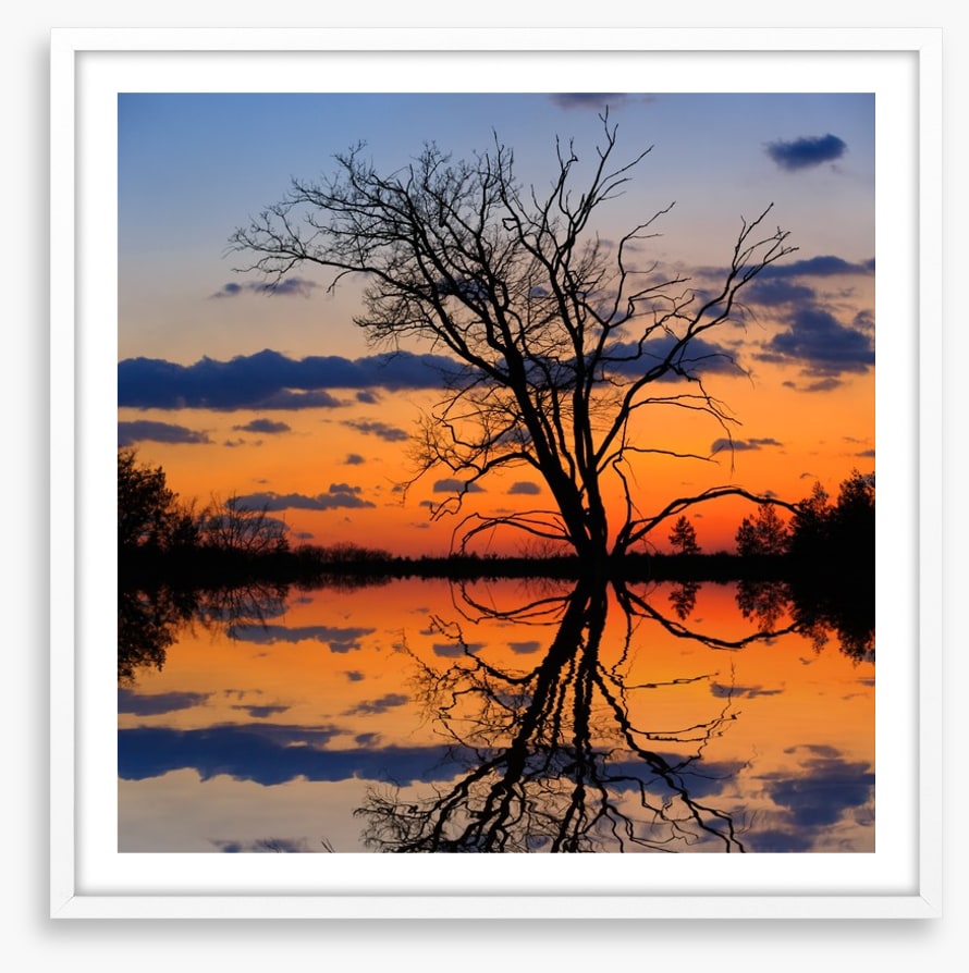 Sunset tree silhouette