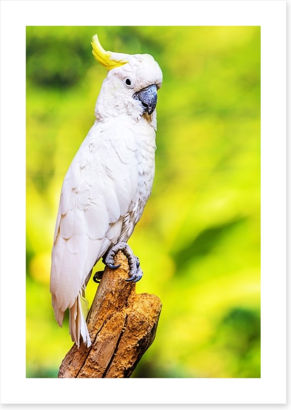 Yellow crested cockatoo