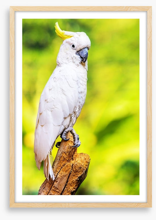 Yellow crested cockatoo