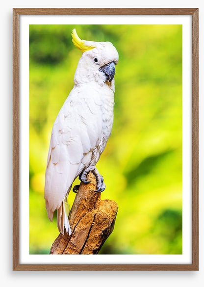 Yellow crested cockatoo