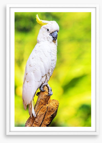 Yellow crested cockatoo