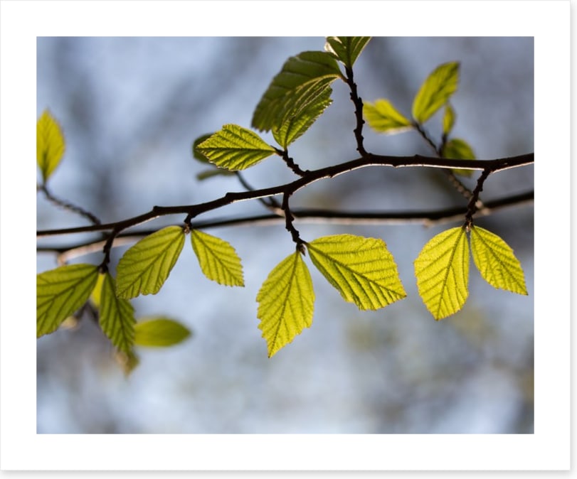 Leaves