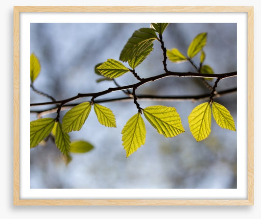 Leaves