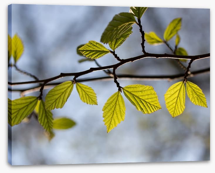 Leaves
