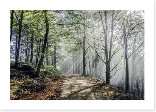Sunrays on the mystic road